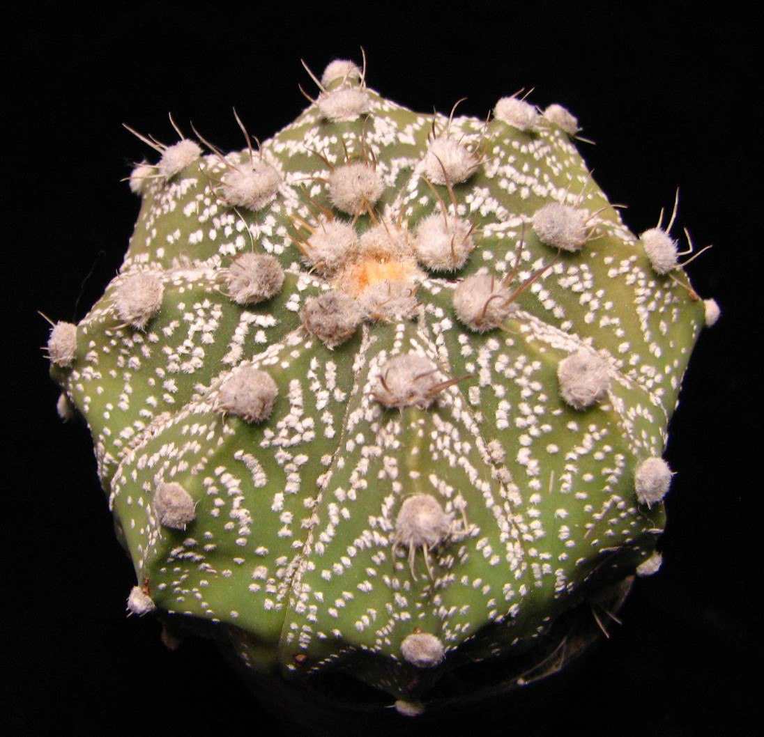 Astrophytum gibrid