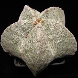 Astrophytum myriostigma
