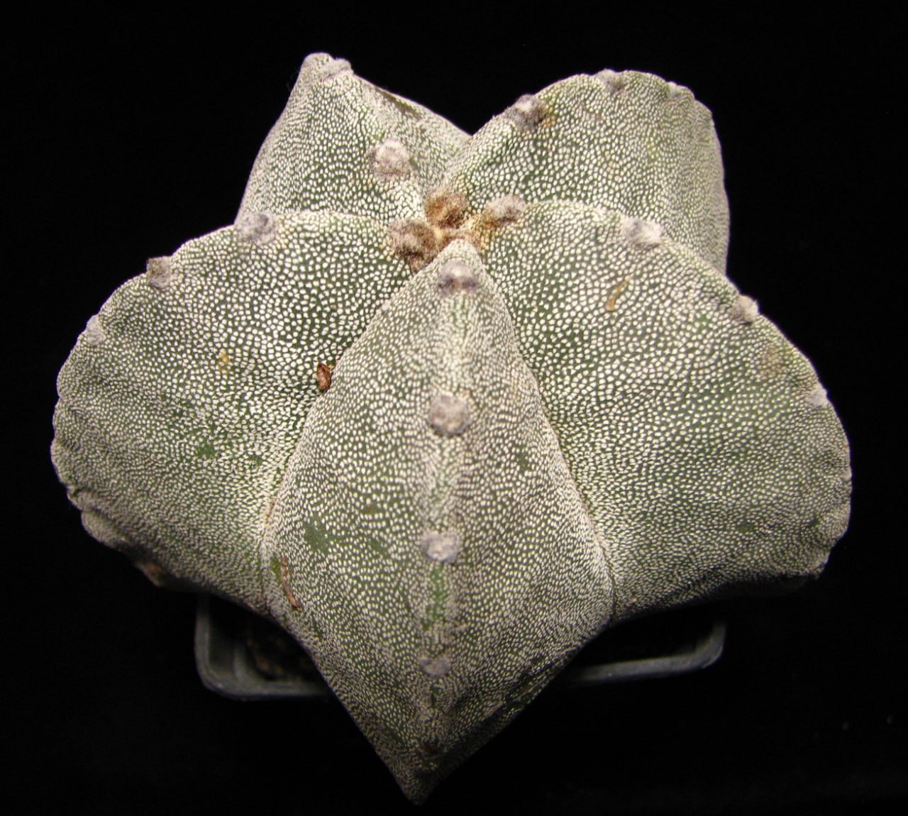 Astrophytum myriostigma