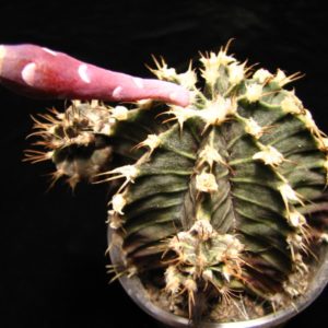 Gymnocalycium friedrichii