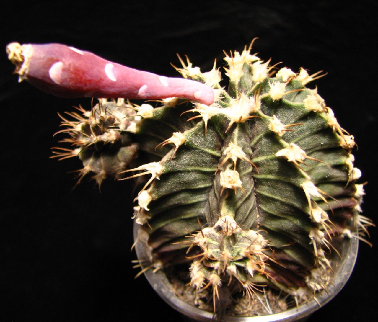 Gymnocalycium friedrichii