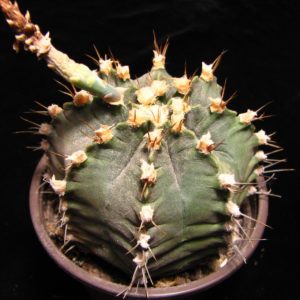 Gymnocalycium-mihanovichii v. filadelfinense