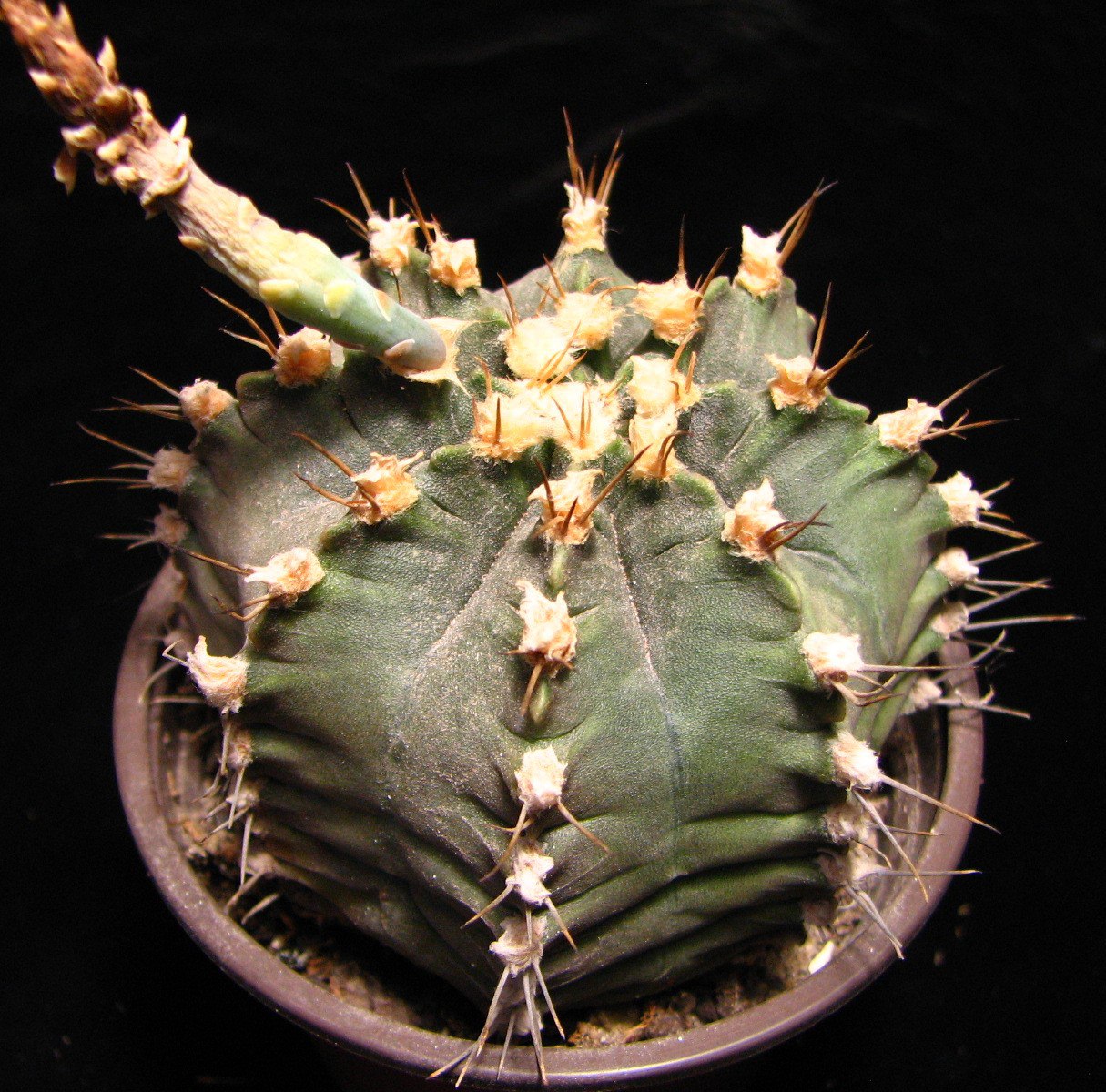 Gymnocalycium-mihanovichii v. filadelfinense