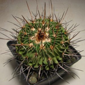 Echinofossulocactus obvalatus