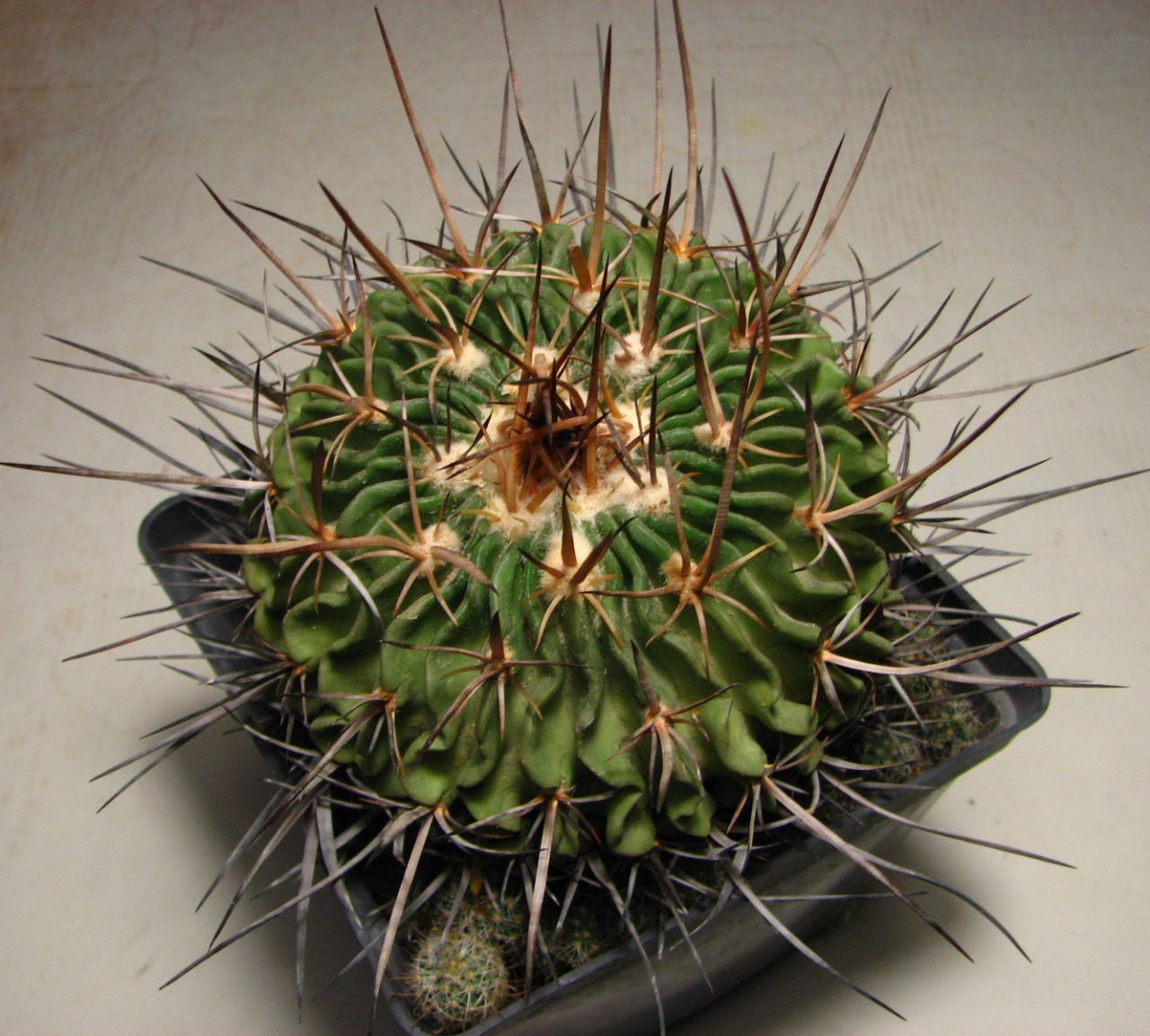Echinofossulocactus obvalatus