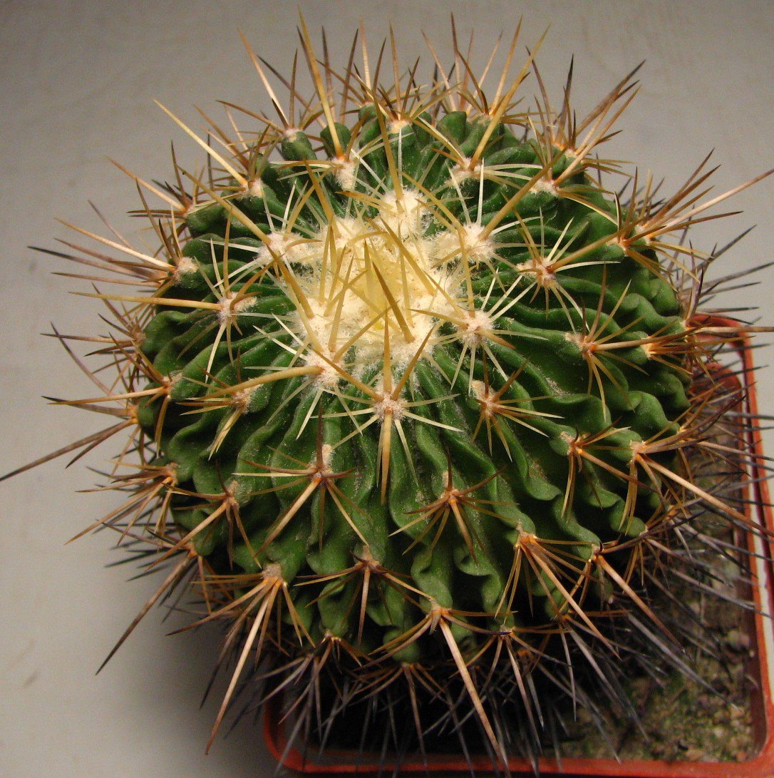 Echinofossulocactus longispinus MG