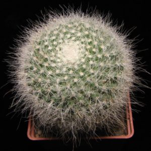 Mammillaria hahniana