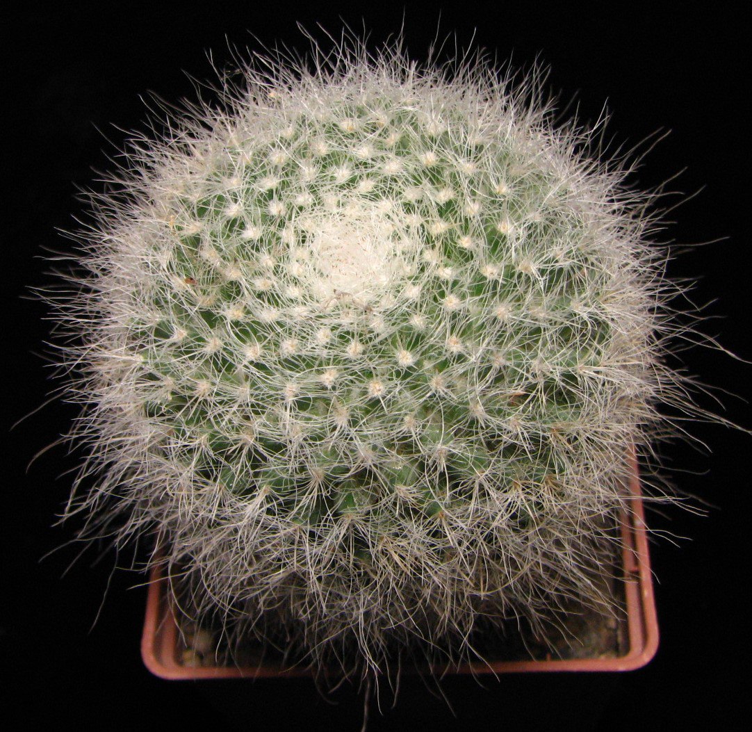 Mammillaria hahniana