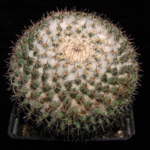 Mammillaria formosa