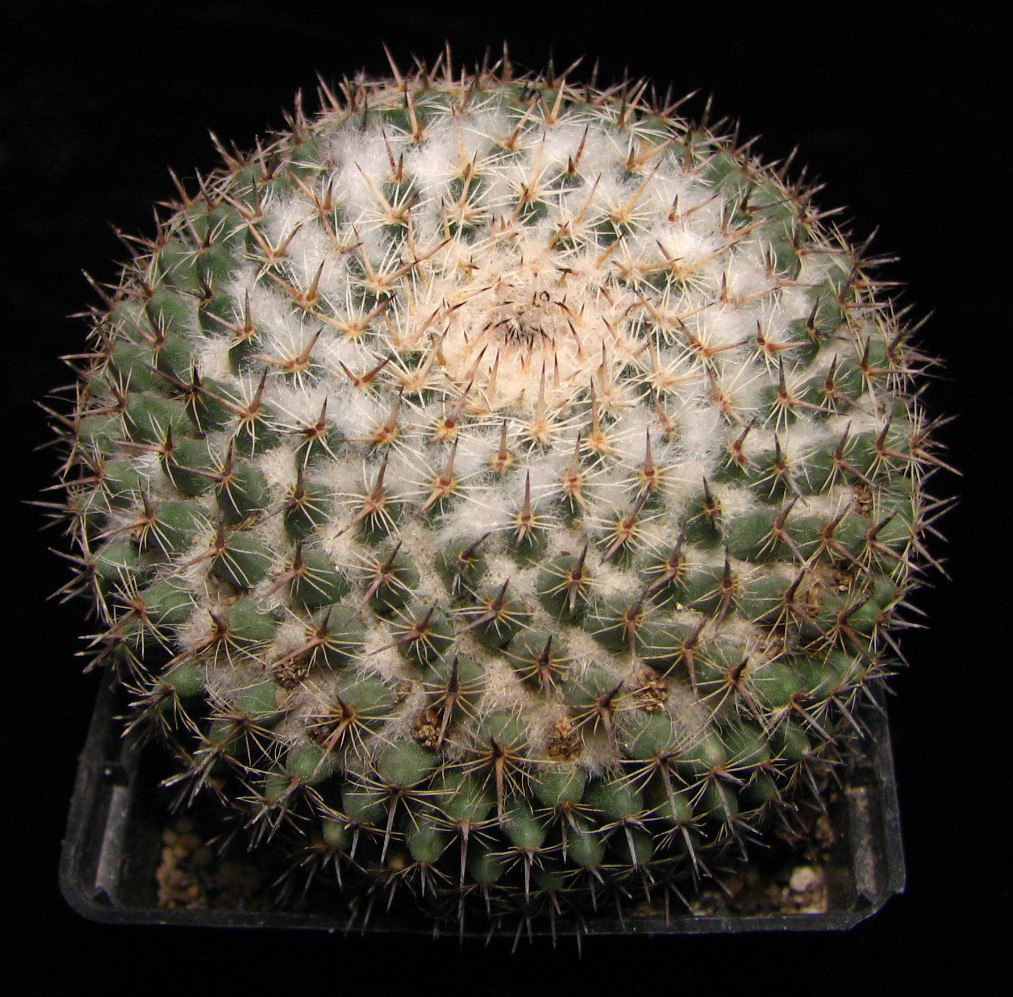 Mammillaria formosa