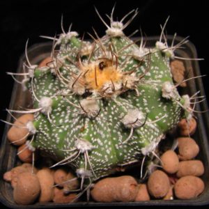 Astrophytum  cox major