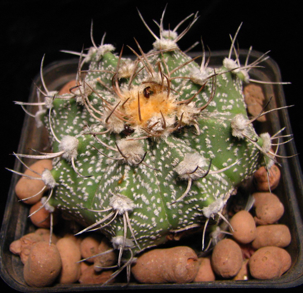 Astrophytum  cox major