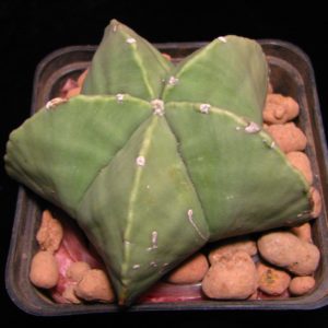 Astrophytum myriostigma nudum