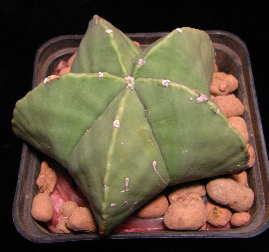 Astrophytum myriostigma nudum
