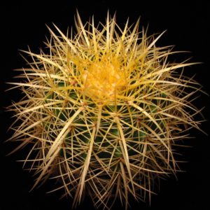 Echinocactus grusonii