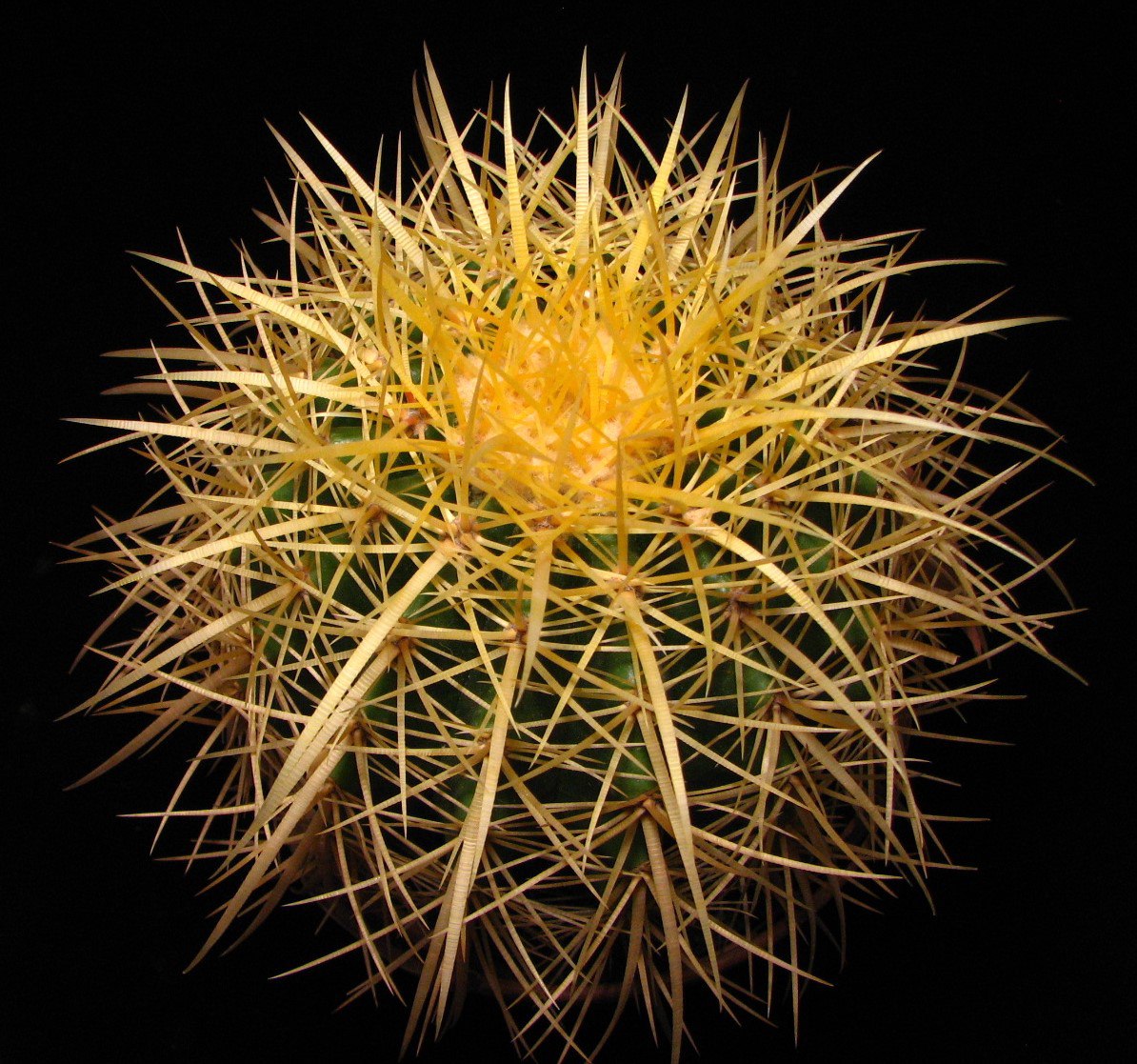 Echinocactus grusonii