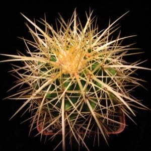 Echinocactus grusonii