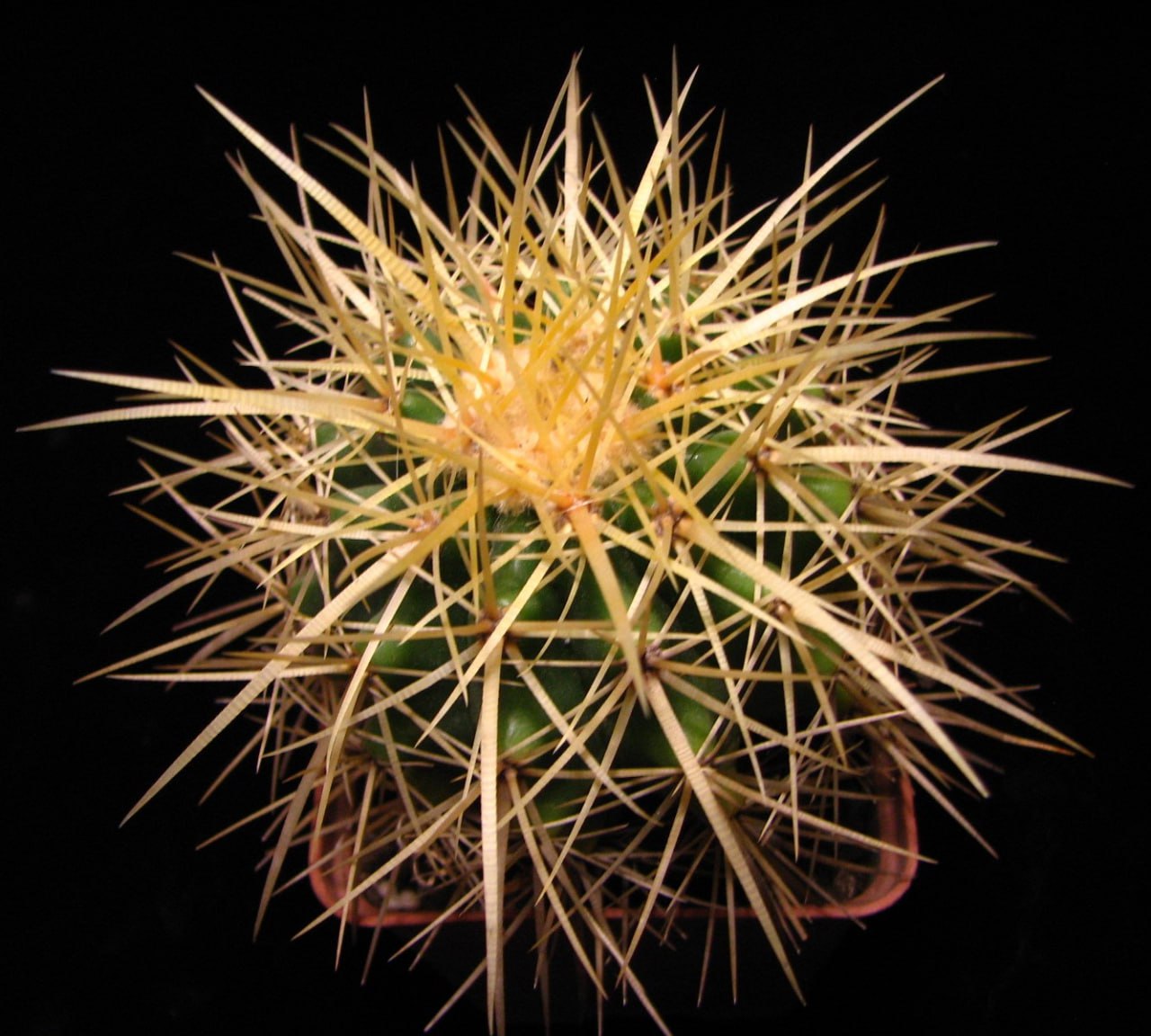Echinocactus grusonii
