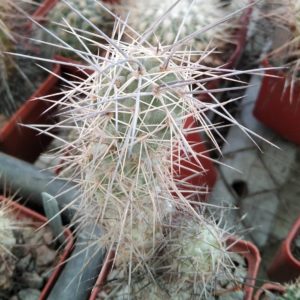Tephrocactus  alexanderi -Koehres -пагін-