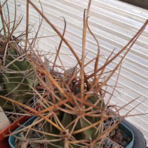 Lobivia ferox v. Tupiza -cube-7cm-  elit form!-