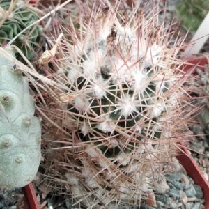 Escobaria spec. -cube-7cm-