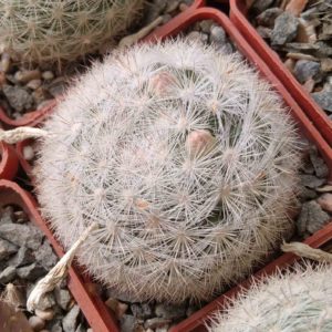 Mammillaria candida -cube-6cm-