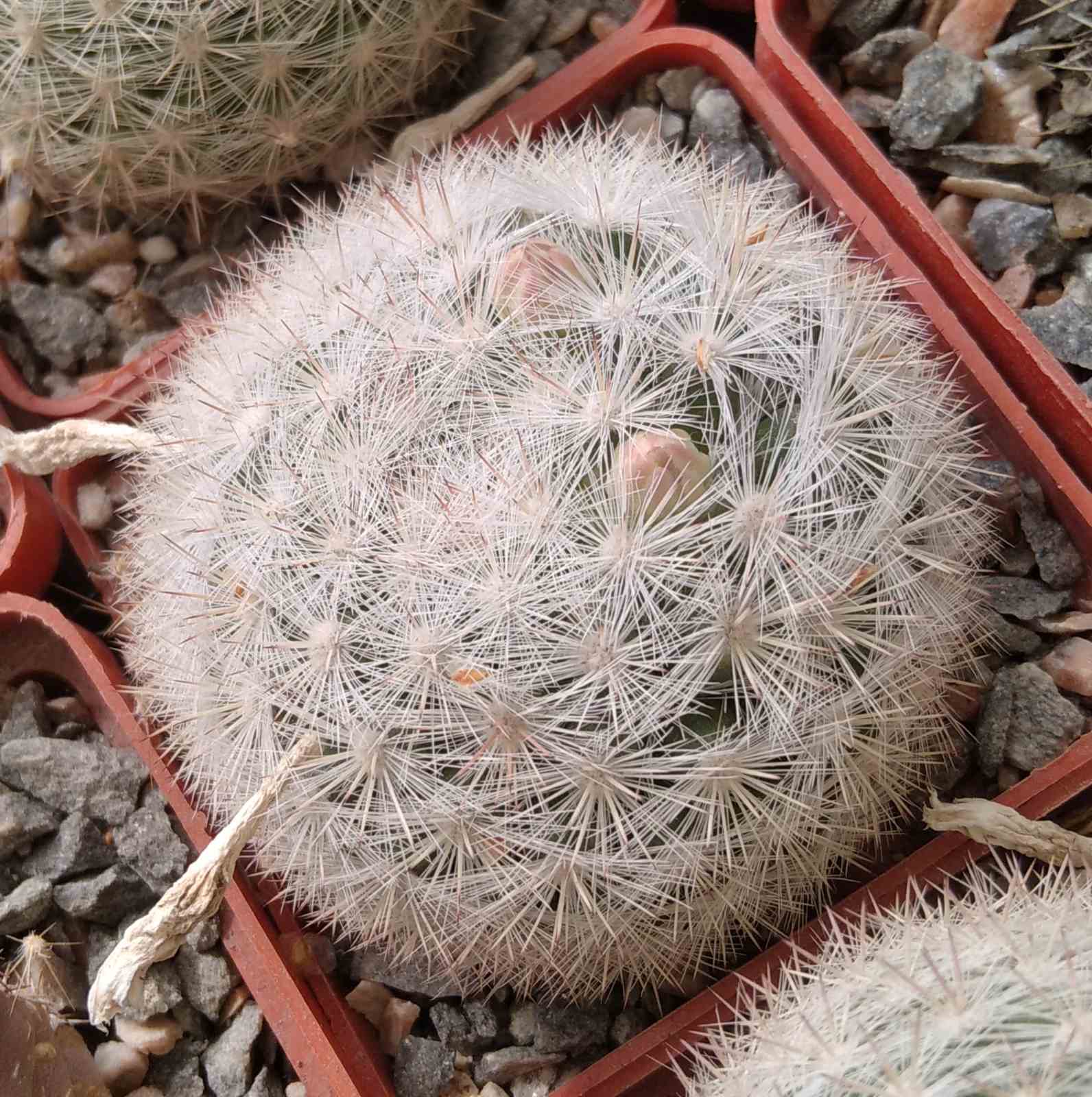 Mammillaria candida -cube-6cm-