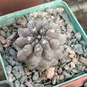 Copiapoa marginata -cube-7cm-