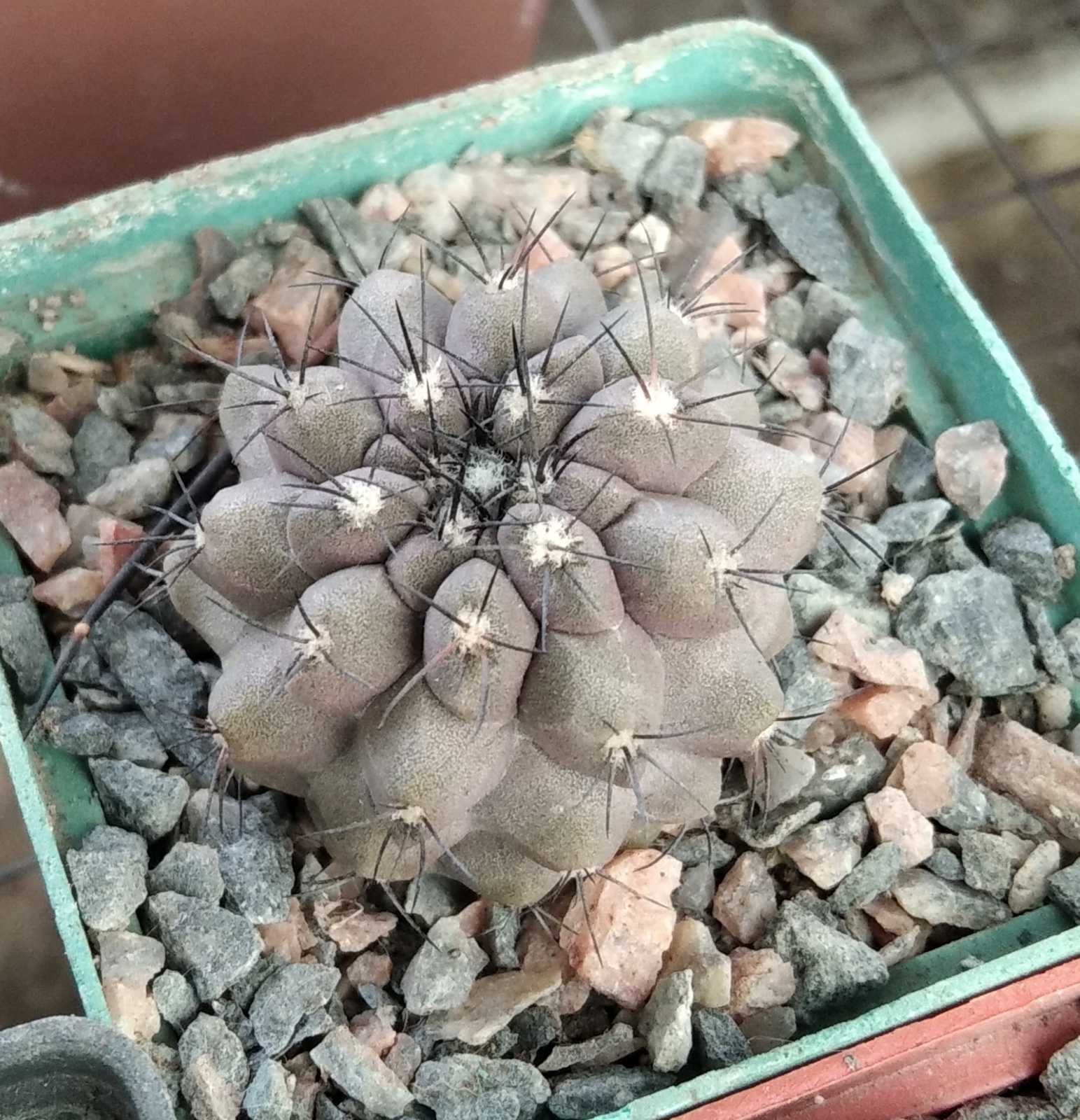 Copiapoa marginata -cube-7cm-