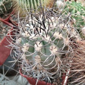 Neoporteria clavata KK62 -MG- cube-6cm-