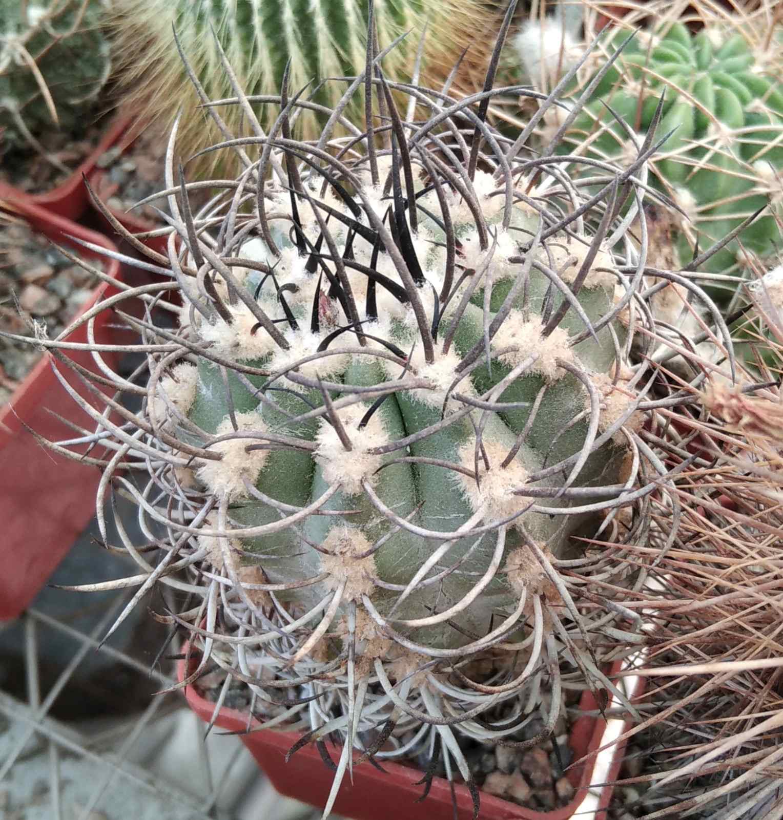 Neoporteria clavata KK62 -MG- cube-6cm-