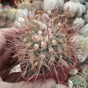 Neoporteria odoriflora FK4-77 -MG- cube-6cm-