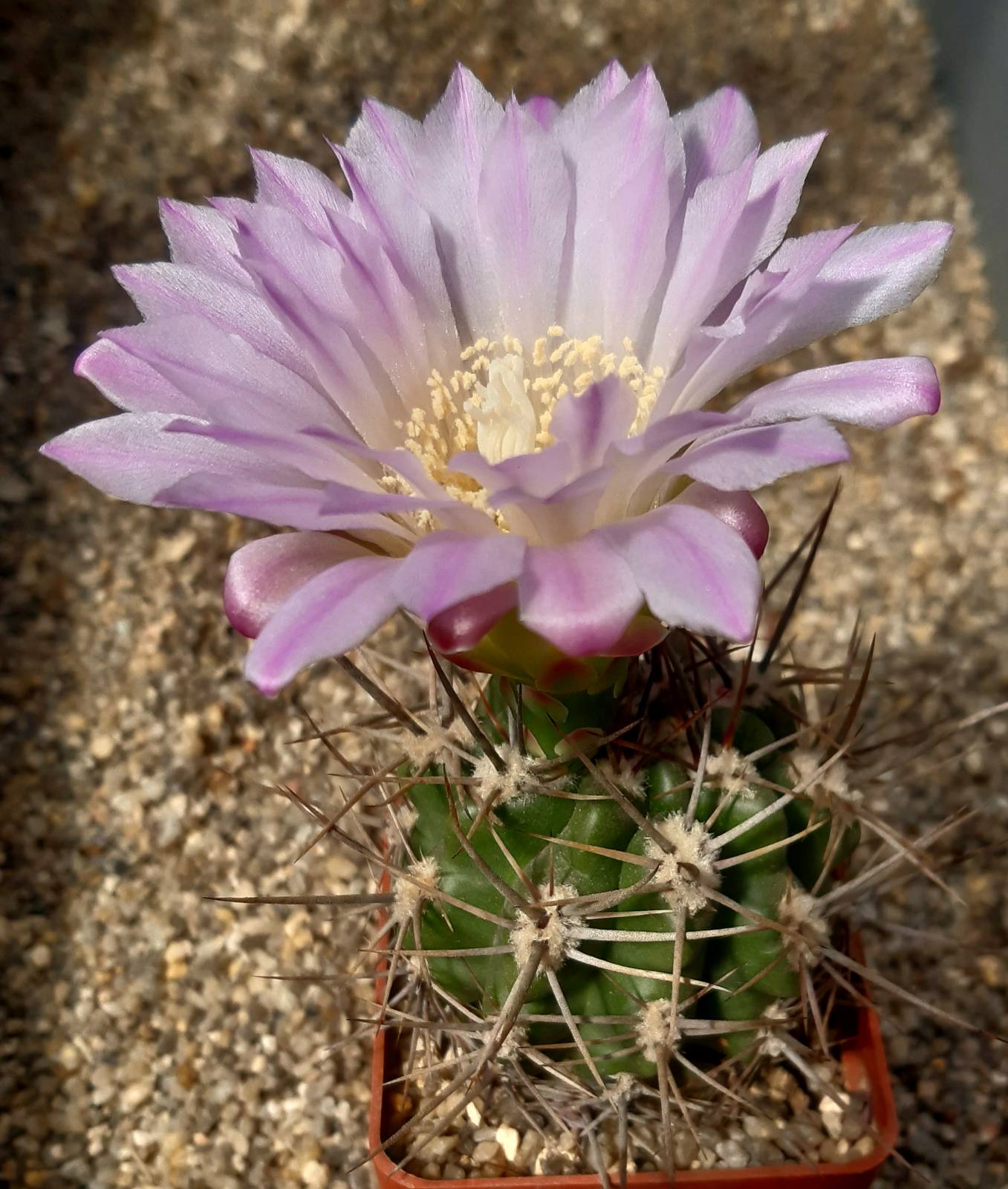 Gymnocalycium horridispinum