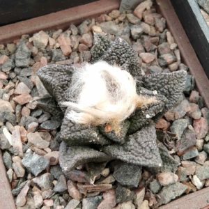 Ariocarpus bravoanus -Koehres- cube-7cm-