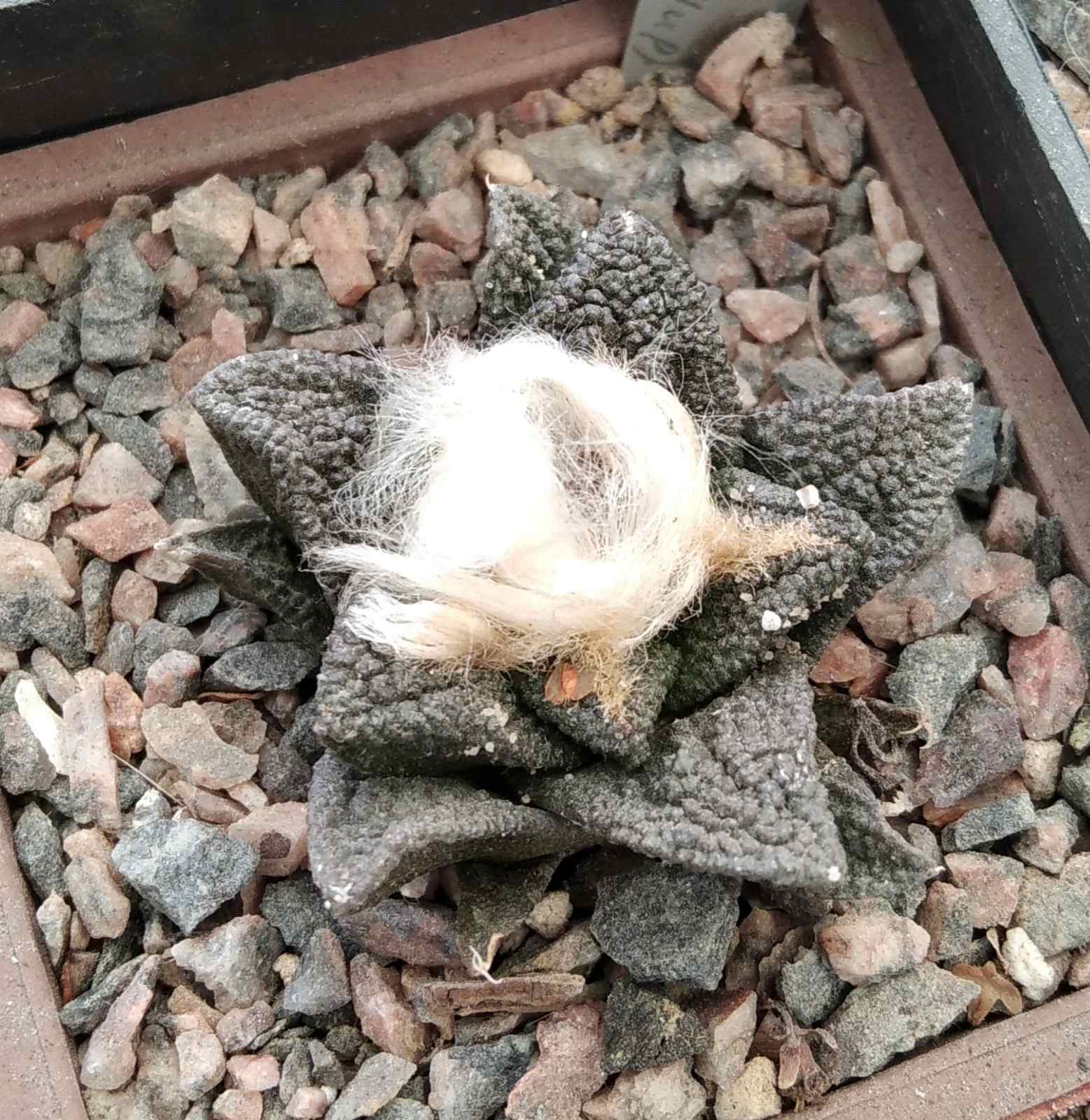 Ariocarpus bravoanus -Koehres- cube-7cm-