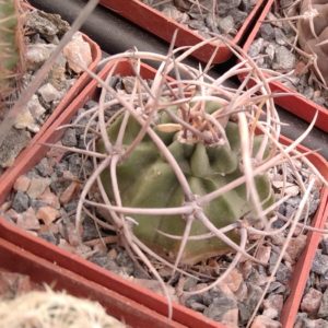 Lobivia ferox v. longispina -cube-6cm-