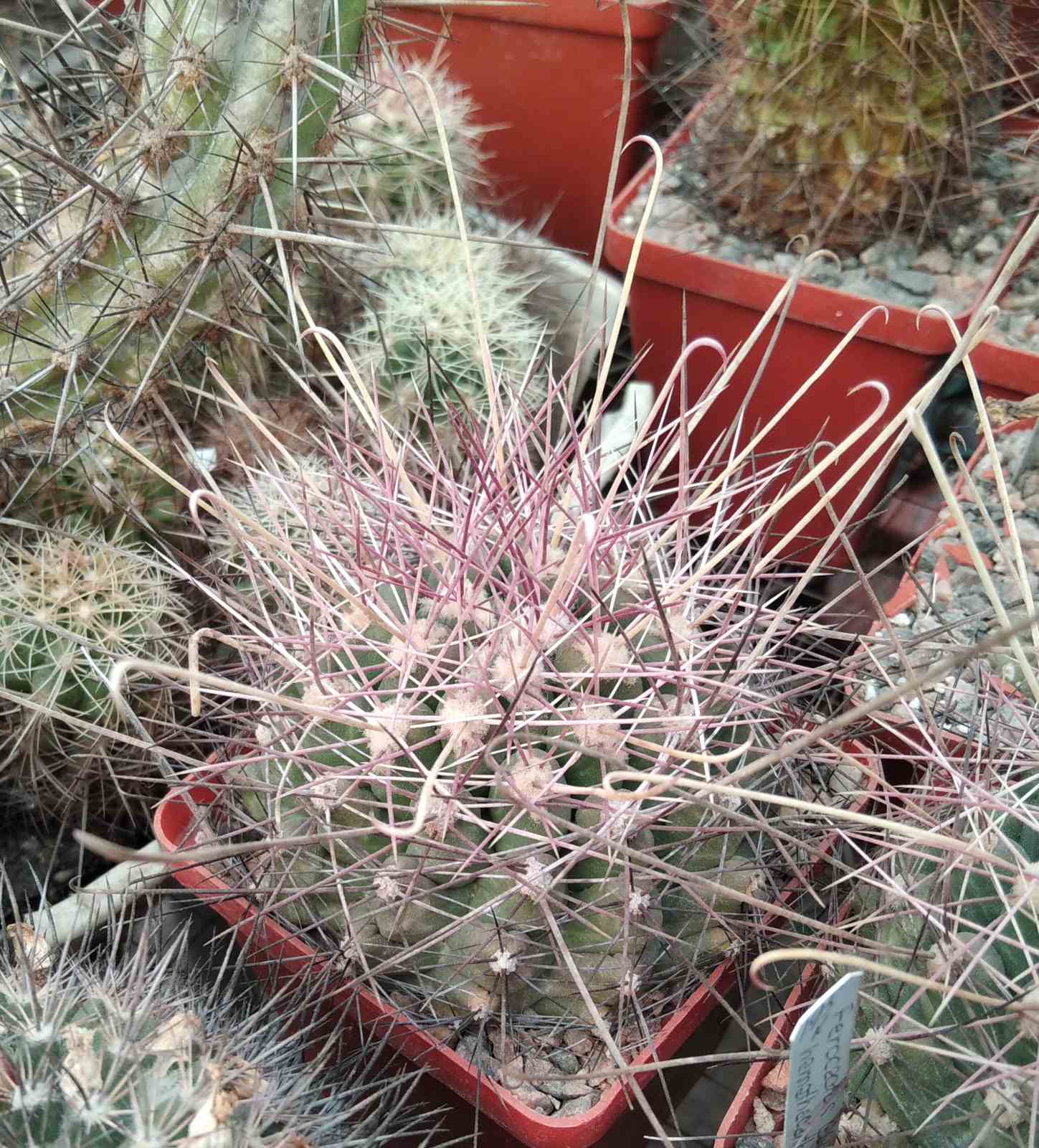 Ferocactus hamatacanthus GL150 -cube-7cm-