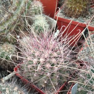Ferocactus hamatacanthus GL150 -MG- cube-7cm-