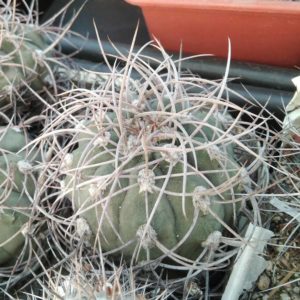 Gymnocalycium  nidulans STO124 -5-6cm-
