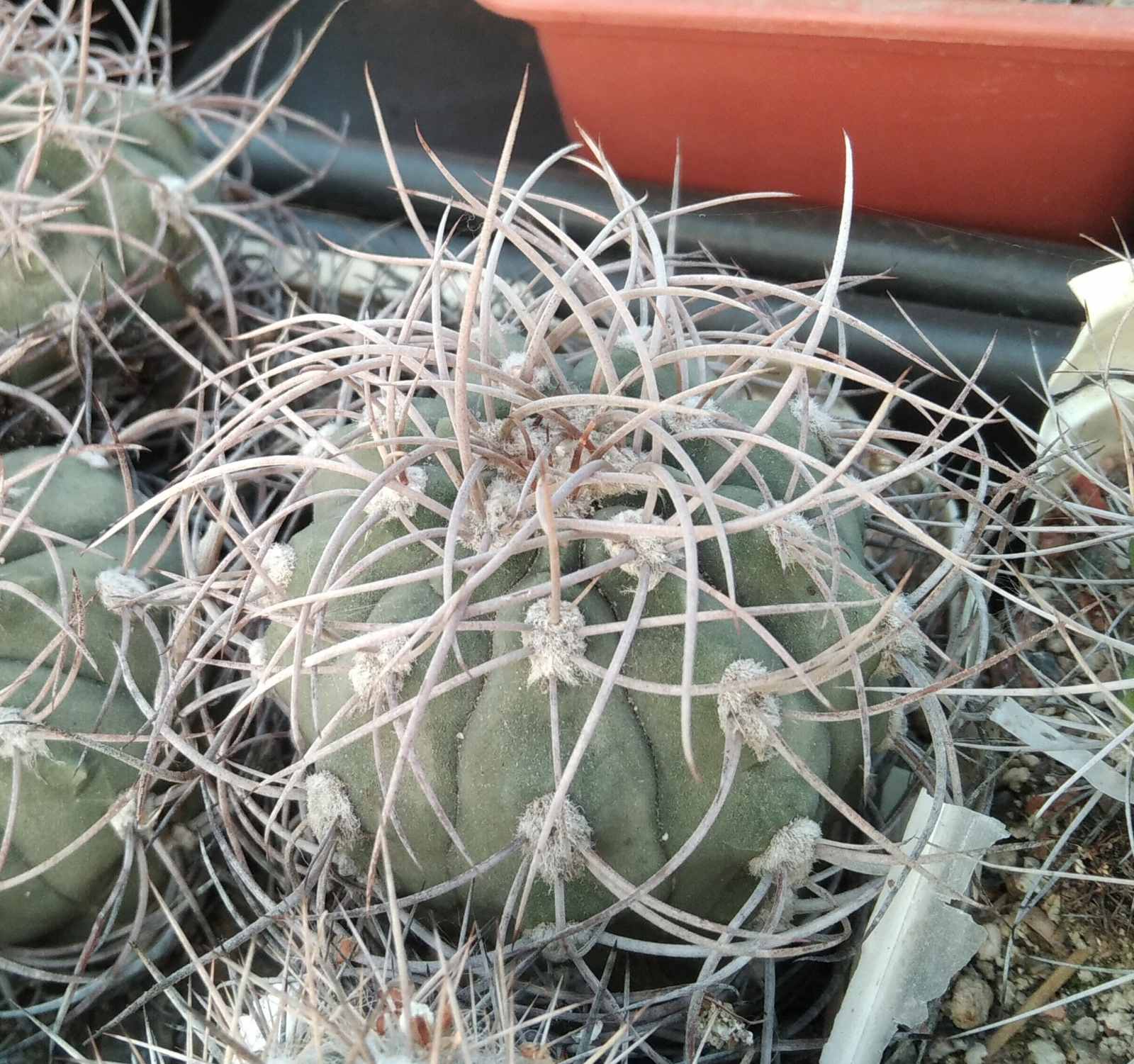 Gymnocalycium  nidulans STO124 -5-6cm-