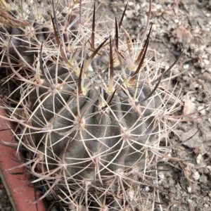 Neoporteria spec. -Illapel- MG- 6cm-