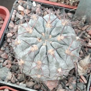 Acanthocalycium griseum P144 -silver form-miniature-
