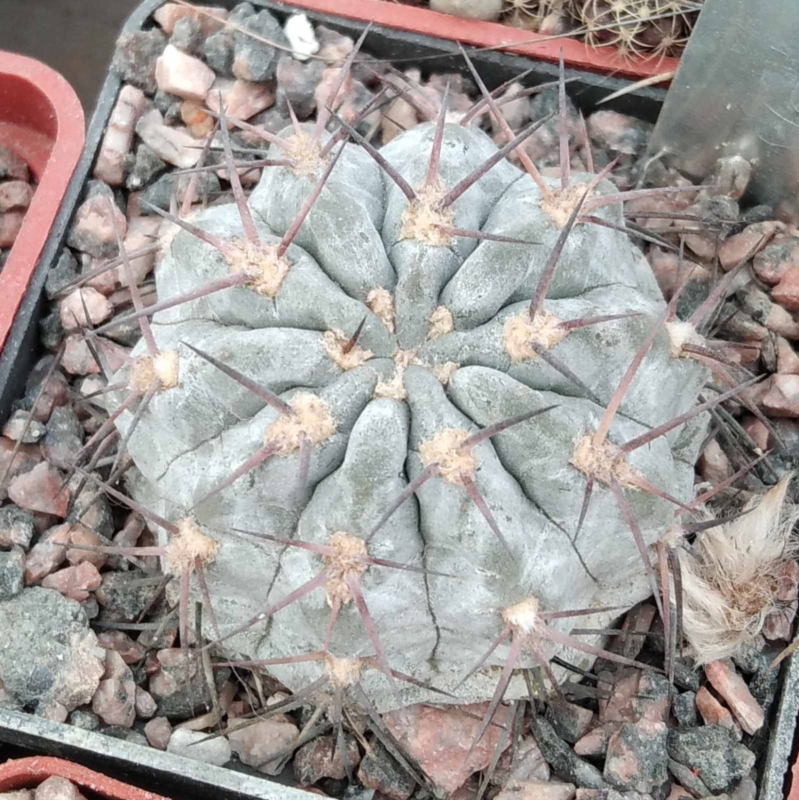 Acanthocalycium griseum P144 -silver form-miniature-