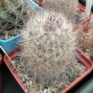 Еchinomastus durangensis PC90 -Piltz- cube-7cm-