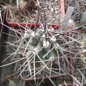 E. triglochidiatus DJF1145 -Alamogordo- cube-6cm- hard culture-