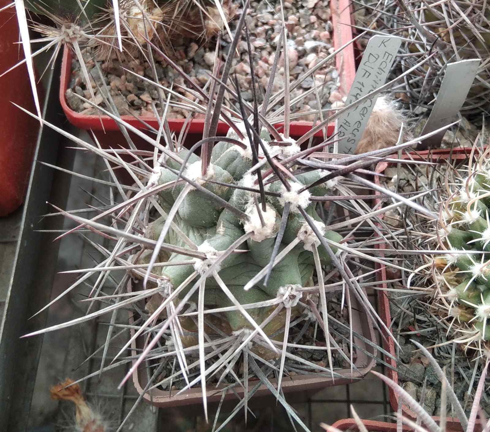 E. triglochidiatus DJF1145 -Alamogordo- cube-6cm- hard culture-