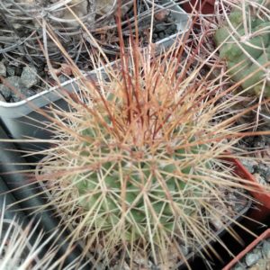 Mammillaria parkinsonii -cube-7cm-