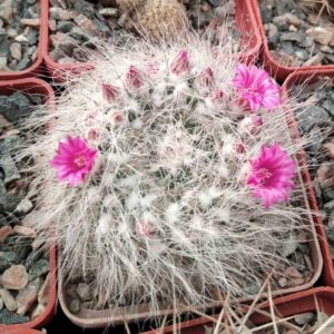 Mamm. chionocephala -cube-6cm-