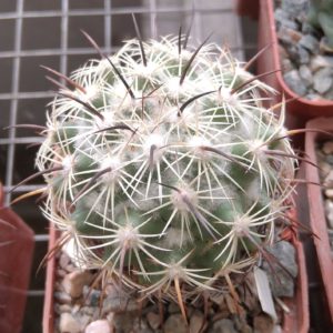 Сoryphantha pallida -MG- cube-5cm-