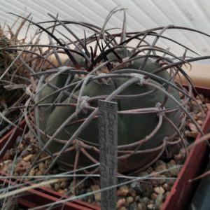 Gymnocalycium cardenasianum-armatum -cube-8cm-